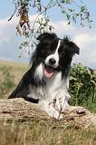 BORDER COLLIE 051